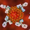 New Algorithm Analyzes the Genetic Building Blocks of Immunity<p>It could help determine why a potential COVID-19 vaccine may be effective in some people but not others</p>